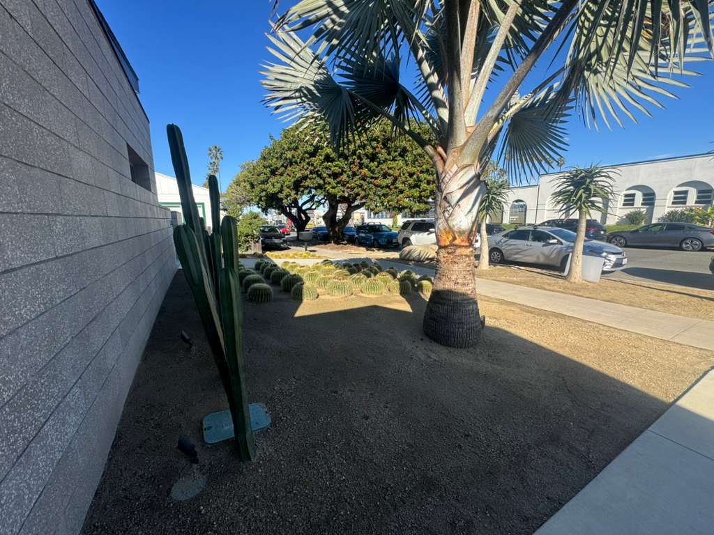 Lines and Spikes: Creating Structural Depth with Columnar and Golden Barrel Cacti